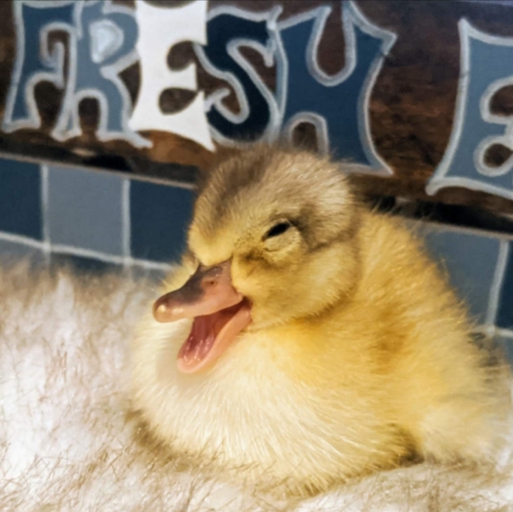 Meet your Posher, Kathleen - Picture 15 of 16